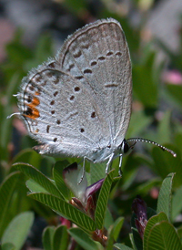 Eastern Tailed Blue